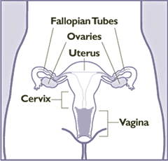 Diagram of the female reproductive system, showing location of the Vagina, Cervix, Uterus, Ovaries, and Fallopian Tubes.