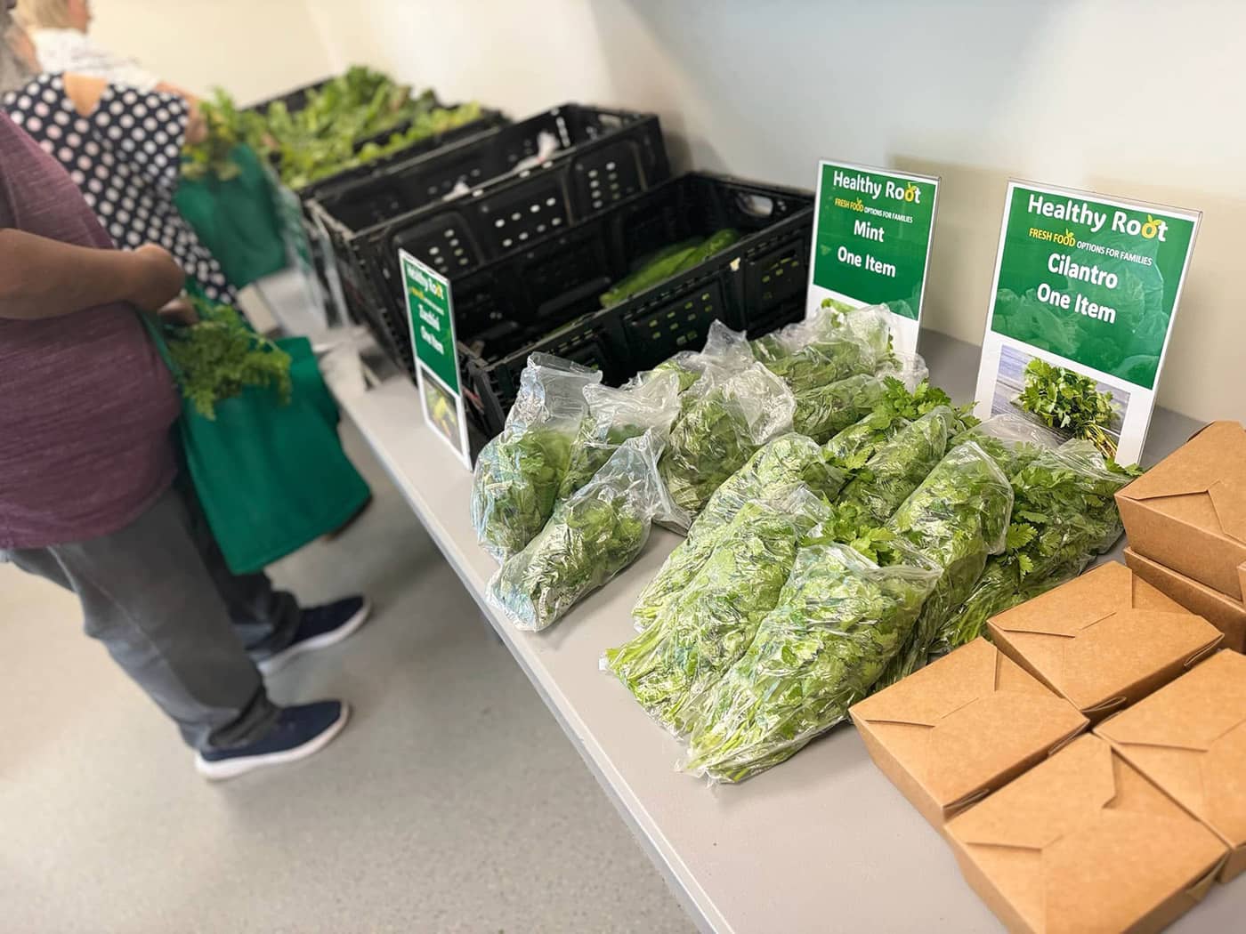 Plastic bags filled with fresh mint and cilantro on a table for distribution.