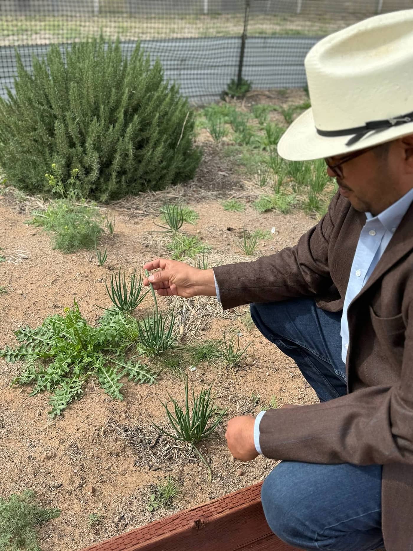 A man, wearing a brown jacket, jeans, and white hat, showing plants growing in a garden.